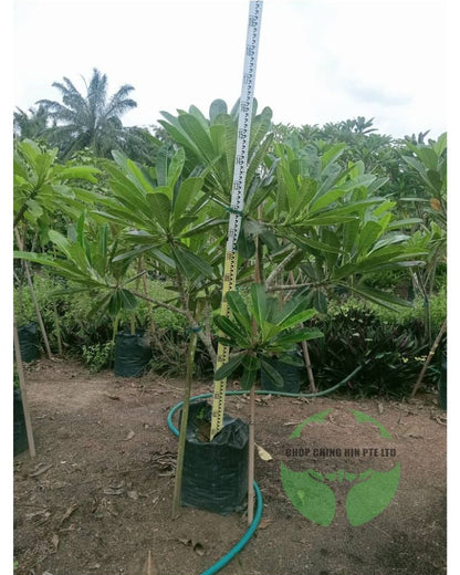 Plumeria obtusa