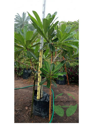 Plumeria obtusa