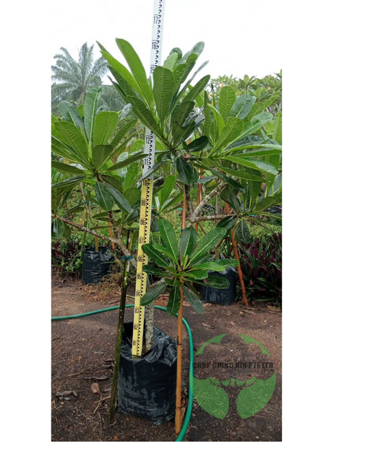 Plumeria obtusa