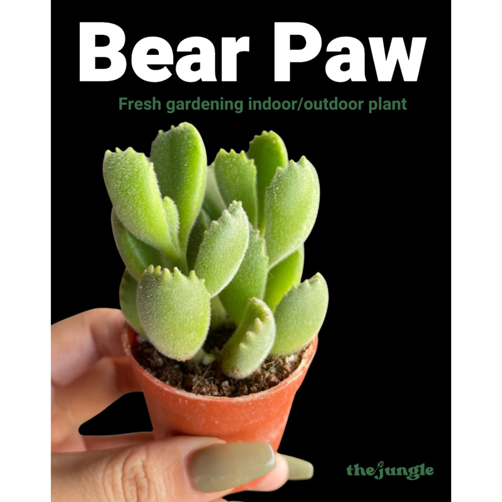 6-10cm Cotyledon tomentosa | Bear’s Paw | Rare Succulent | Indoor/Bright Shade | Cute Desktop Gift & Air Purifying | Low Maintenance