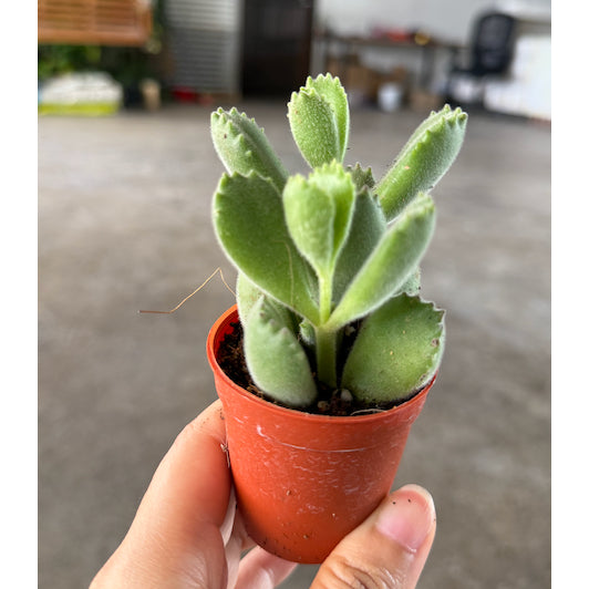 6-10cm Cotyledon tomentosa | Bear’s Paw | Rare Succulent | Indoor/Bright Shade | Cute Desktop Gift & Air Purifying | Low Maintenance