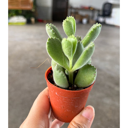 6-10cm Cotyledon tomentosa | Bear’s Paw | Rare Succulent | Indoor/Bright Shade | Cute Desktop Gift & Air Purifying | Low Maintenance