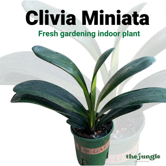 Clivia miniata/Bush Lily