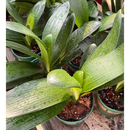 Clivia miniata/Bush Lily