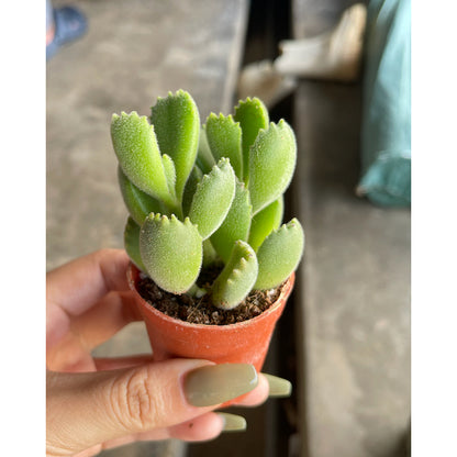 6-10cm Cotyledon tomentosa | Bear’s Paw | Rare Succulent | Indoor/Bright Shade | Cute Desktop Gift & Air Purifying | Low Maintenance