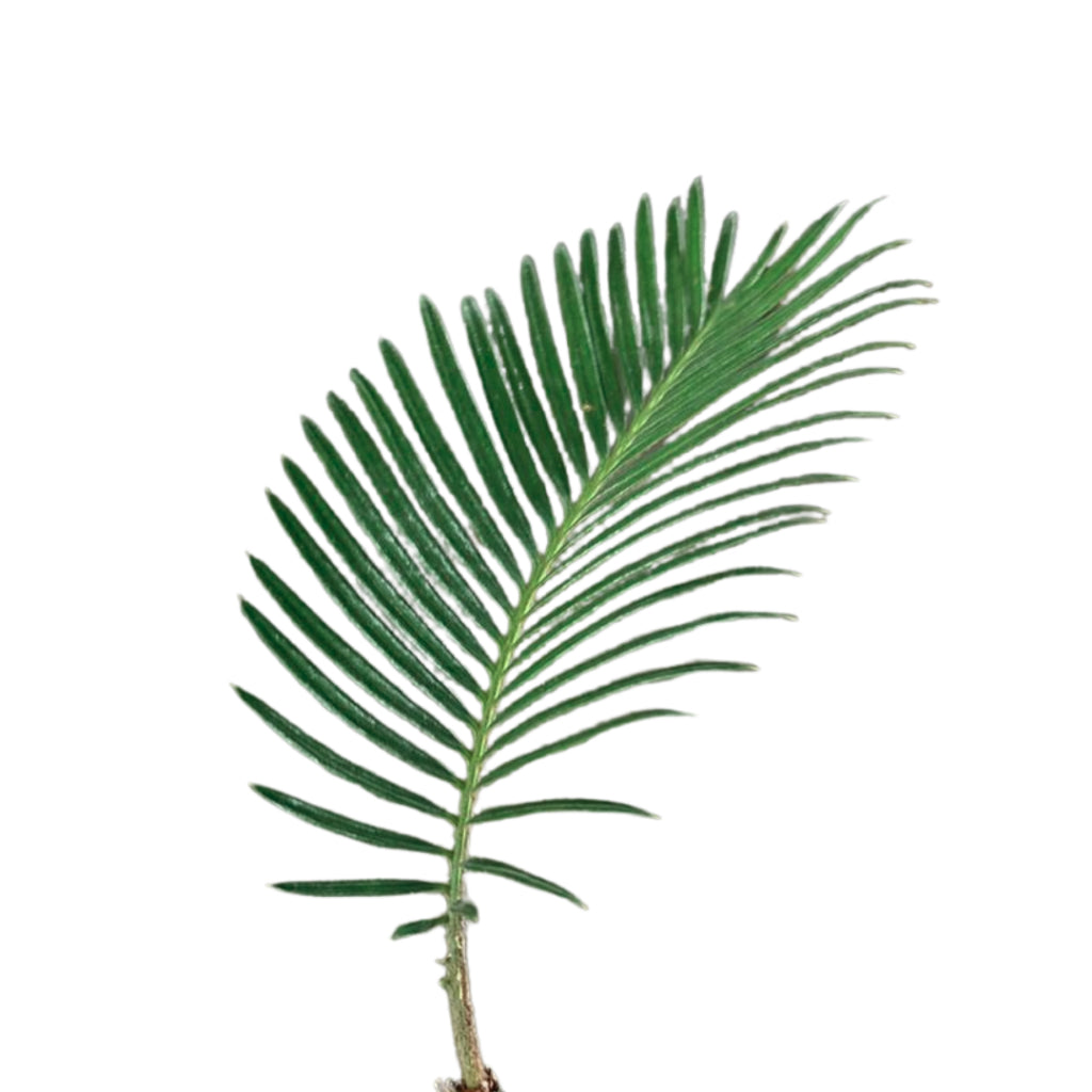 Cycas revoluta | Hydroponic Sago Palm| Indoor | Modern Displays & Minimalist Living Spaces