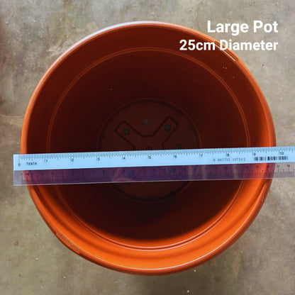 Classic Terracotta-Style Plastic Garden Pots | 4 Sizes (S, M, L, XL) | Lightweight & Durable