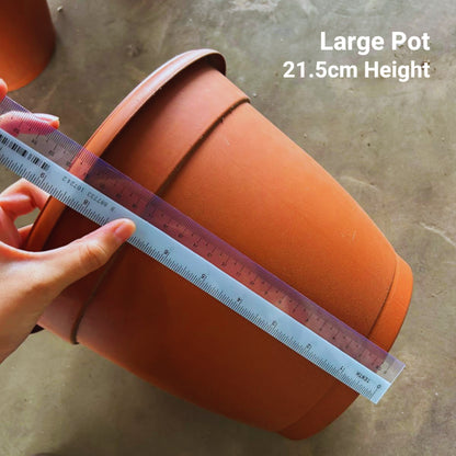 Classic Terracotta-Style Plastic Garden Pots | 4 Sizes (S, M, L, XL) | Lightweight & Durable