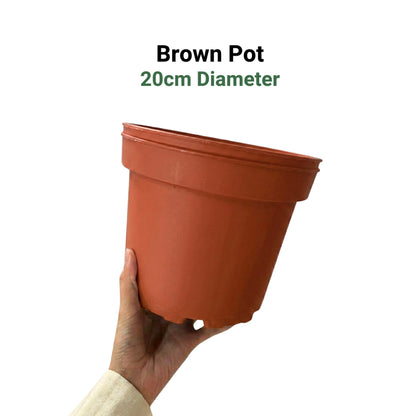 Premium 6-Color Gardening Pots | Durable Round Planters | Vibrant Multi-Pack Variety