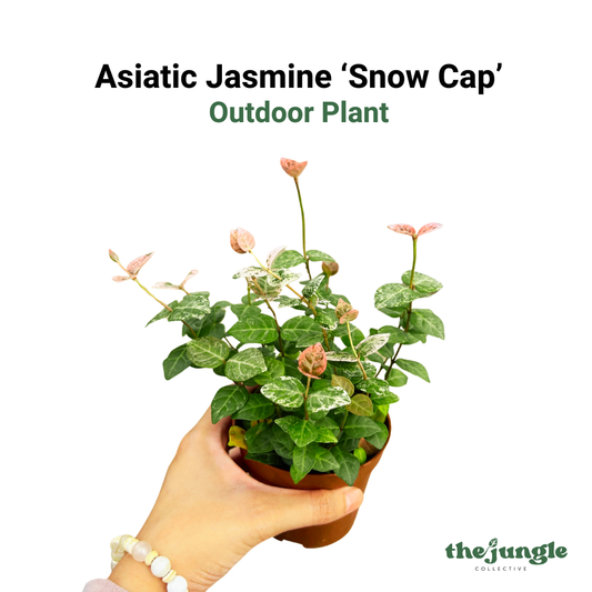 Asiatic Jasmine ‘Snow Cap’, Outdoor Plant