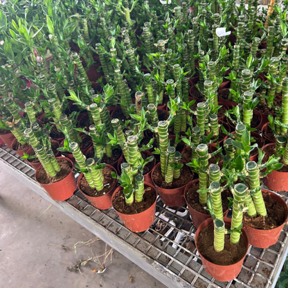 Small Dracaena sanderiana | 3-Stalk Lucky Bamboo | Indoor | Feng Shui & New Year Desktop Decor