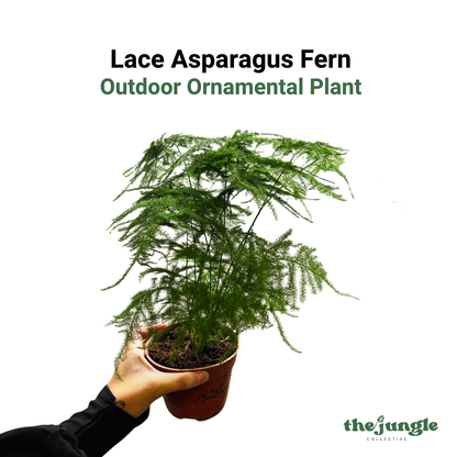 Asparagus setaceus | Lace Asparagus Fern | Indoor/Outdoor | Soft Textural Accents | Easy Care