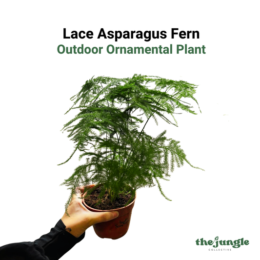 Asparagus setaceus | Lace Asparagus Fern | Indoor/Outdoor | Soft Textural Accents | Easy Care