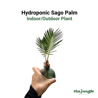 Cycas revoluta | Hydroponic Sago Palm| Indoor | Modern Displays & Minimalist Living Spaces