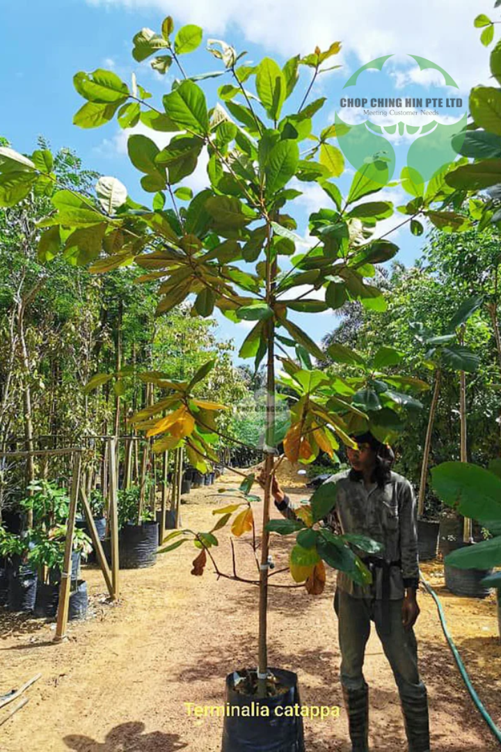 Person standing among trees in a garden or nursery setting