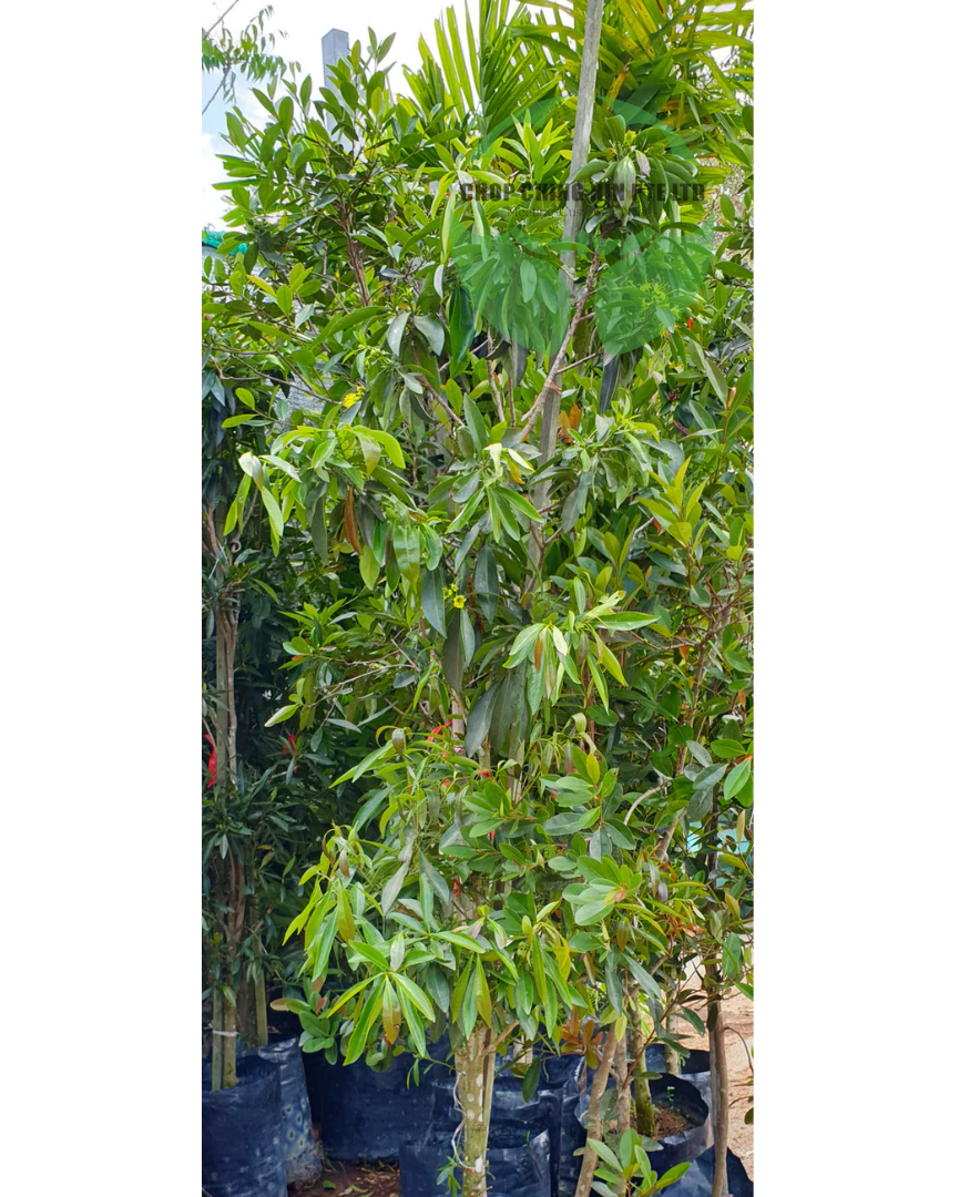 Xanthostemon chrysanthus