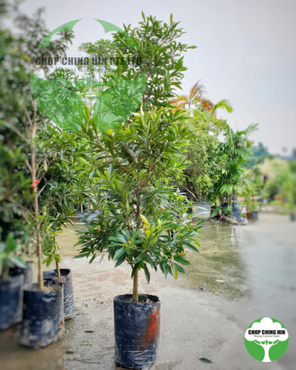 Xanthostemon chrysanthus