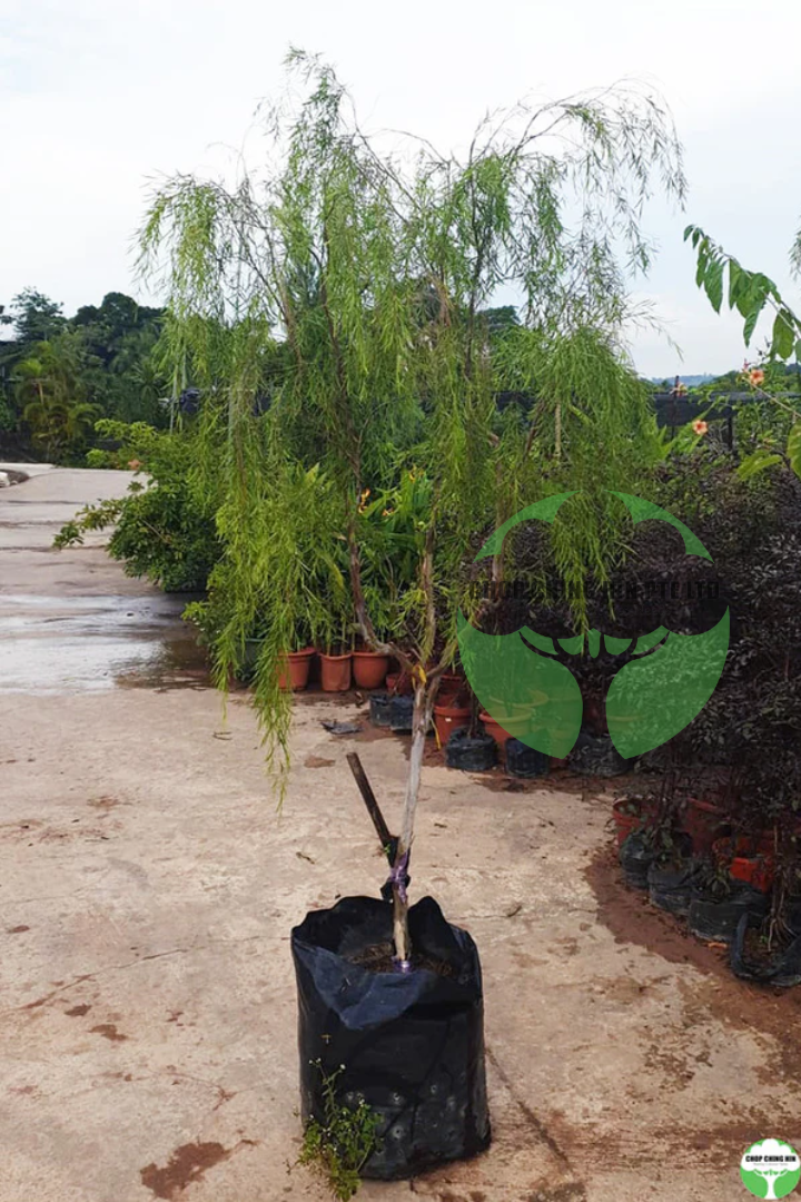 Leptospermum madidum ssp. sativum