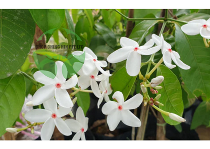 Kopsia singapurensis