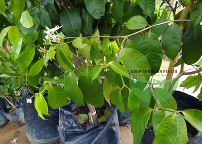 Kopsia singapurensis