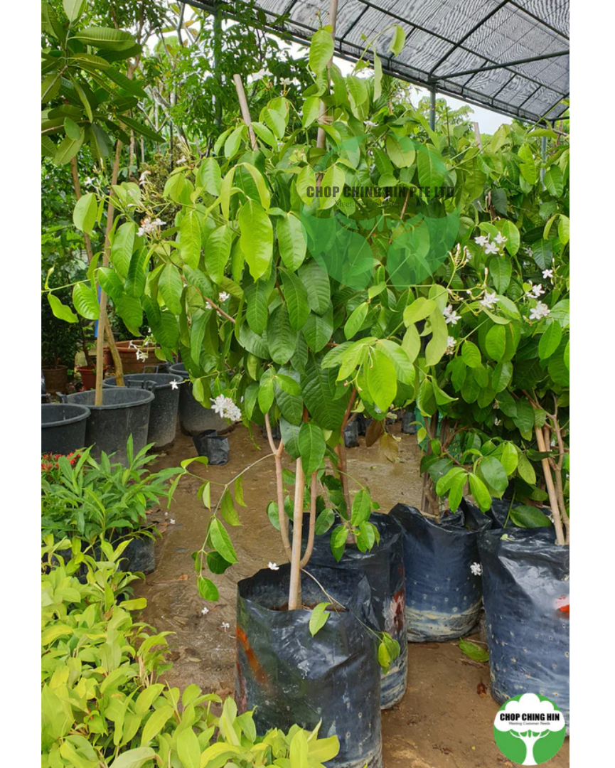 Kopsia singapurensis