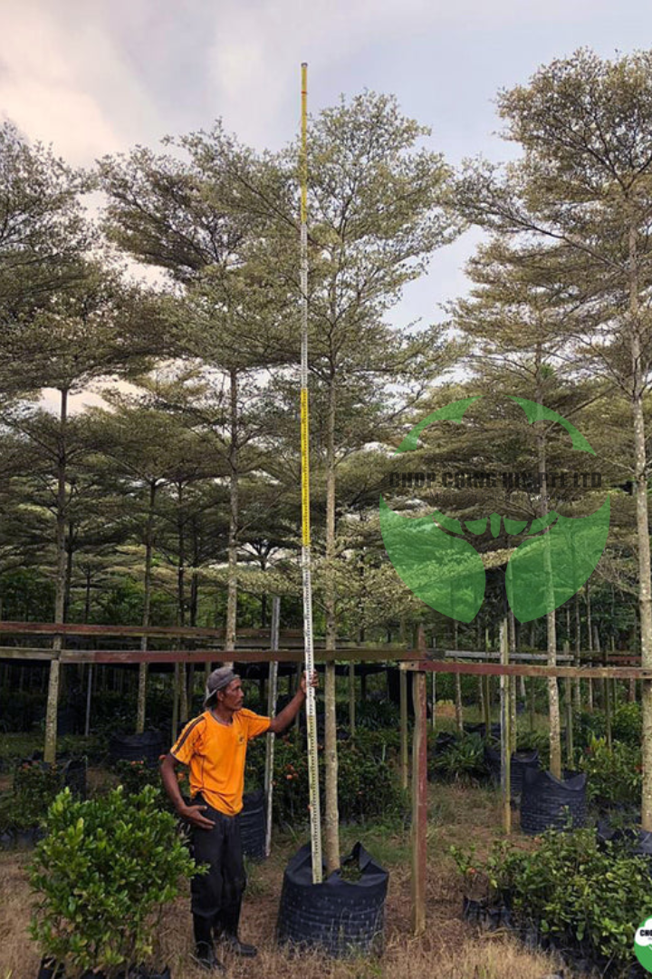 Terminalia mantaly 'Tricolor'