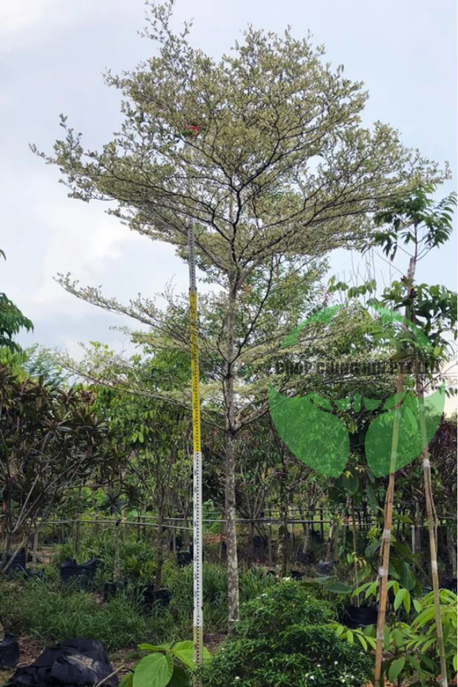 Terminalia mantaly 'Tricolor'