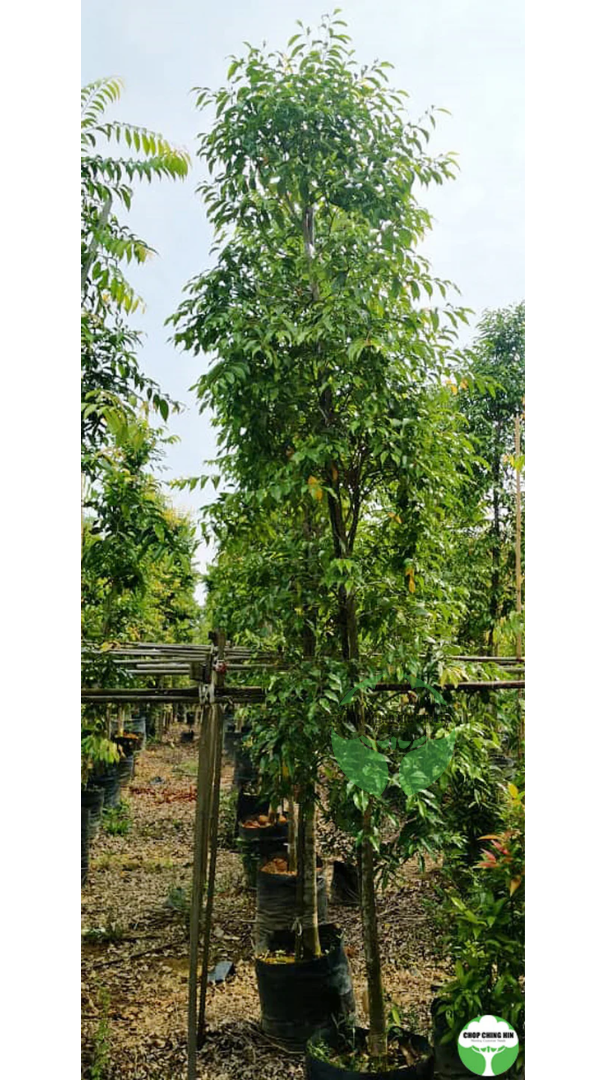 Syzygium syzygioides