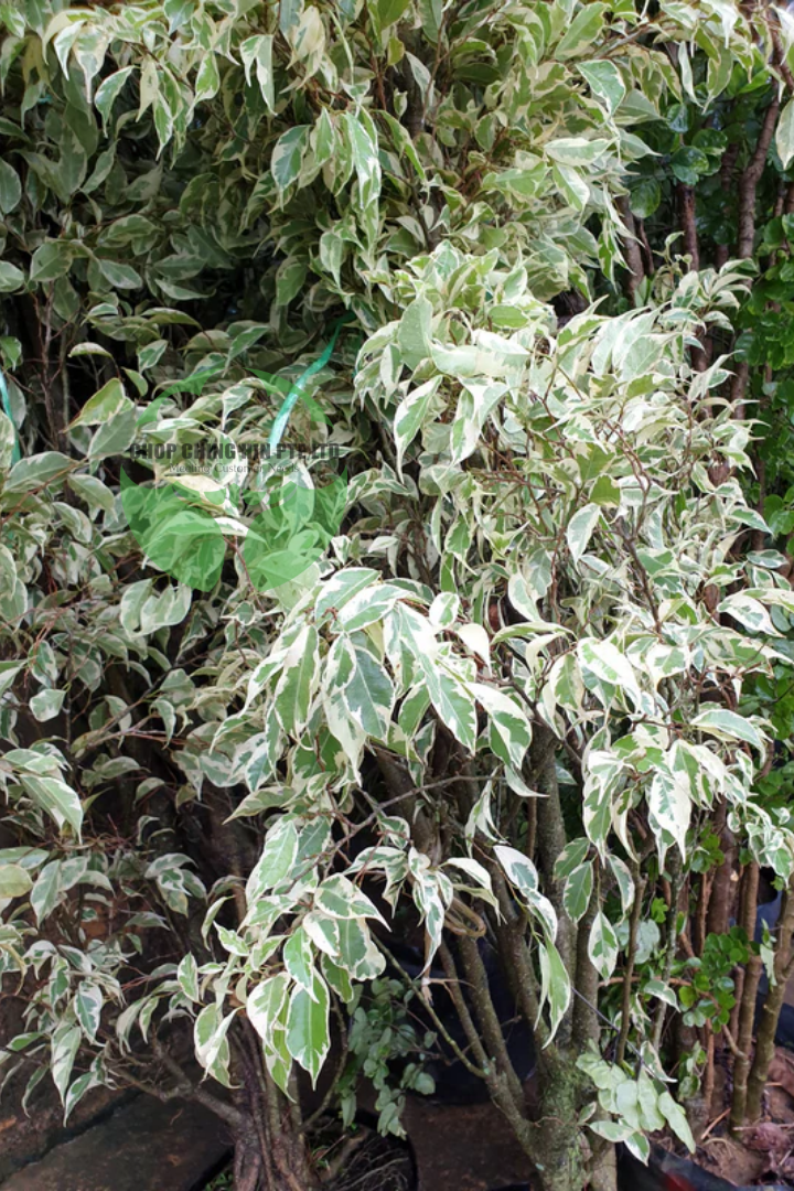 Ficus benjamina 'Variegated White'
