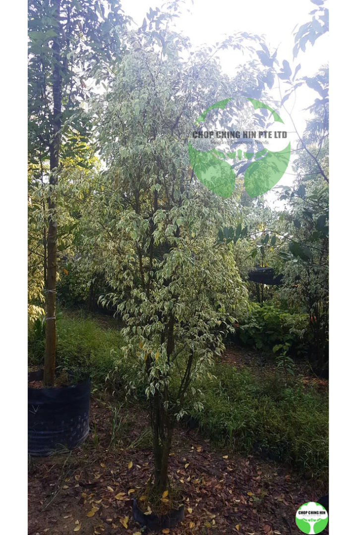 Ficus benjamina 'Variegated White'