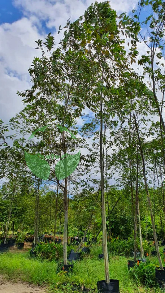 Eucalyptus deglupta