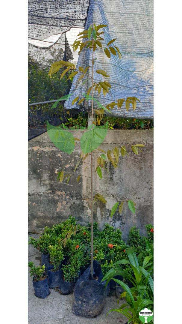 Durio kutejensis