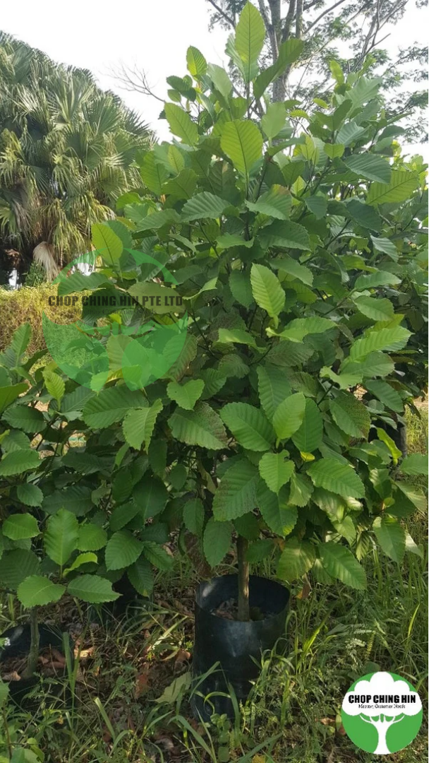 Dillenia philippinensis