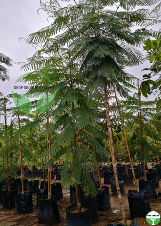 Delonix regia