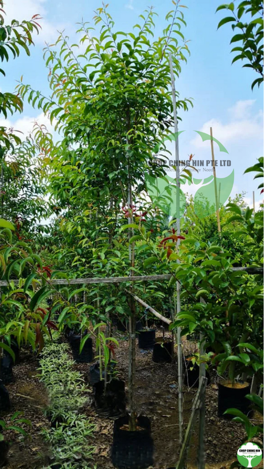 Cratoxylum formosum