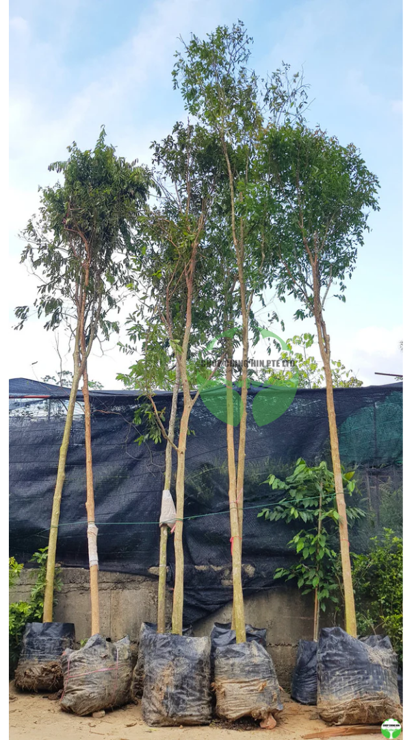 Cratoxylum cochinchinense