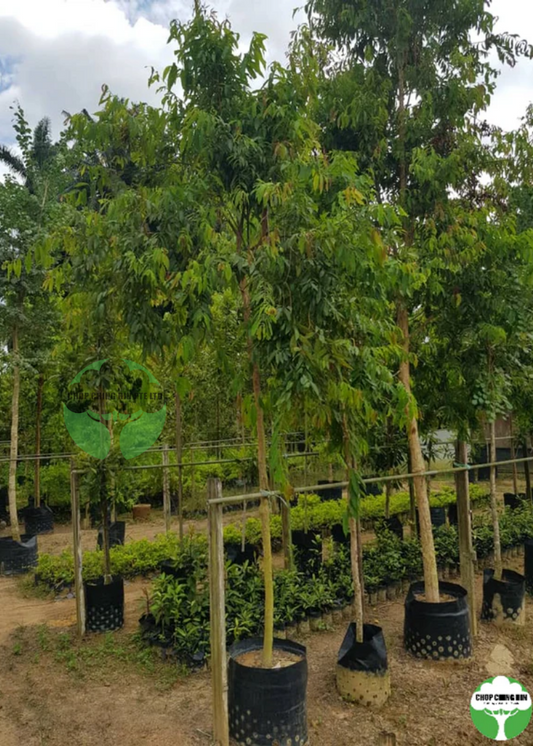 Cratoxylum cochinchinense