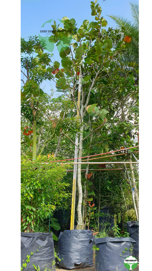 Coccoloba uvifera