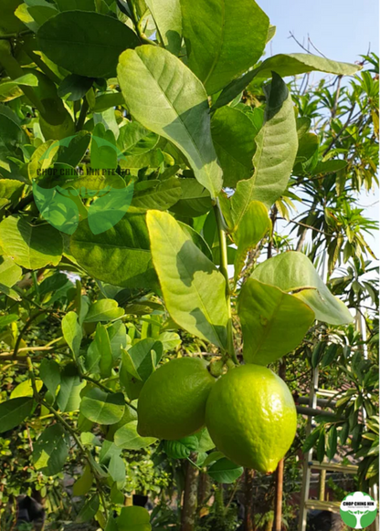 Citrus spp.