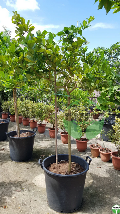 Citrus spp.