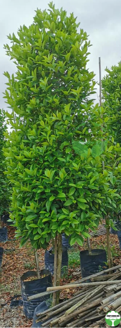 Syzygium borneense