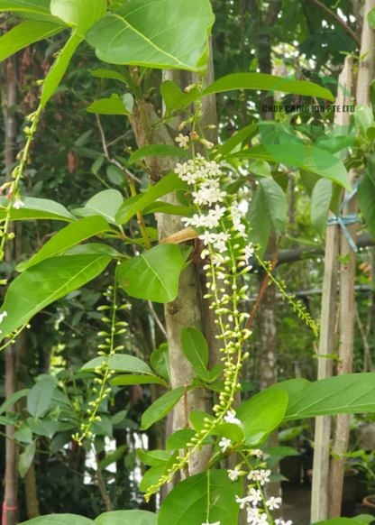 Citharexylum spinosum