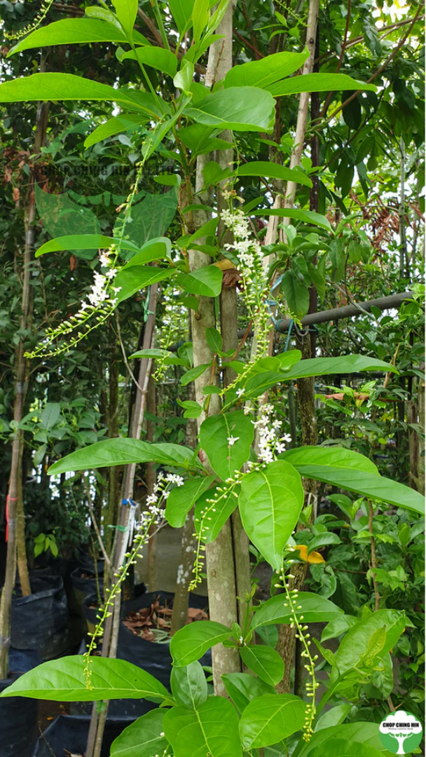 Citharexylum spinosum