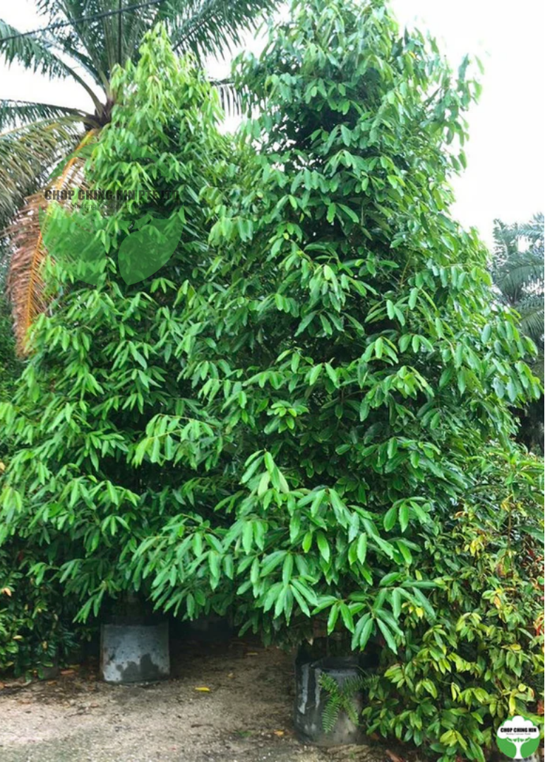 Cinnamomum iners Cinnamomum iners