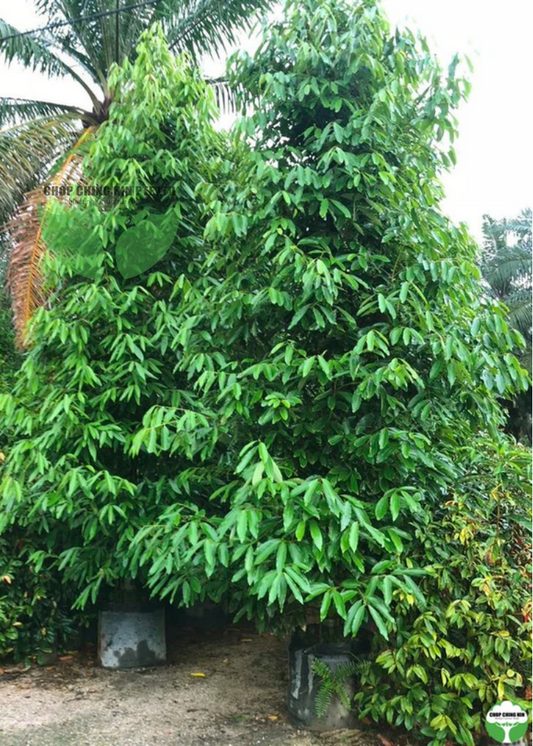 Cinnamomum iners Cinnamomum iners