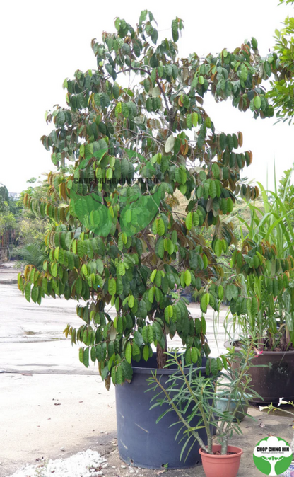 Chrysophyllum cainito