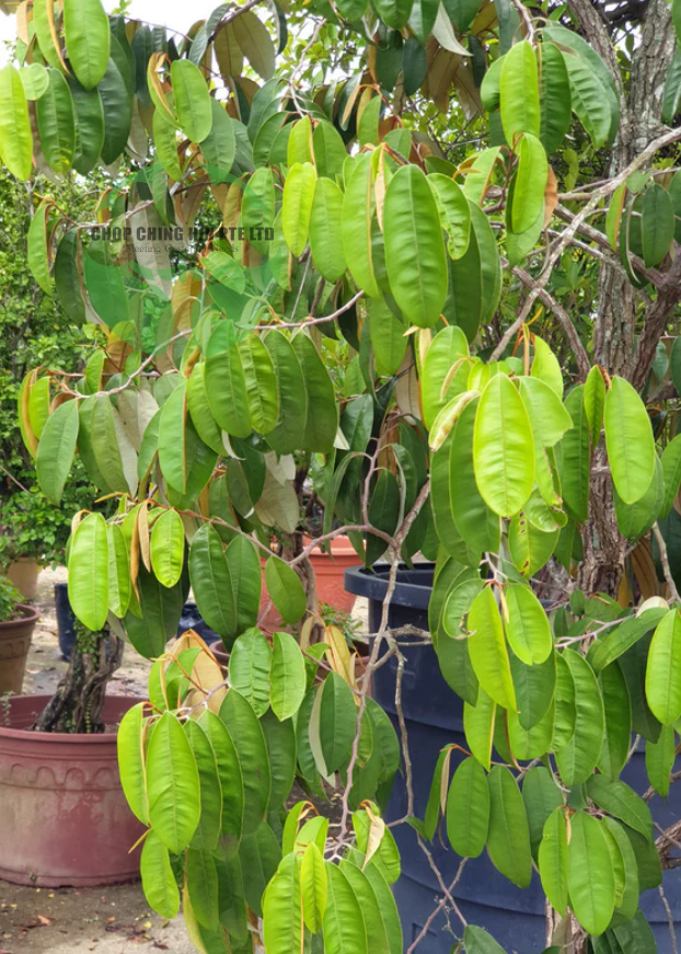 Chrysophyllum cainito