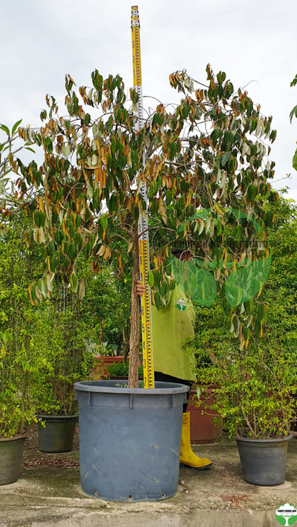 Chrysophyllum cainito