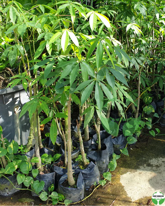Ceiba pentandra