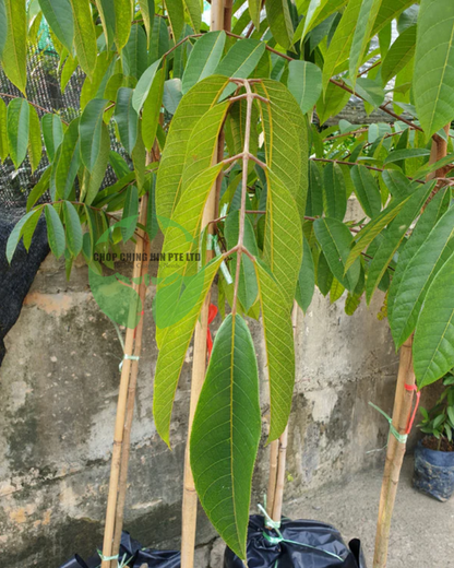 Canarium vulgare